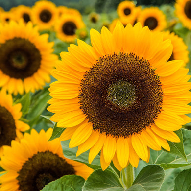 Sonnenblumen-Sonnenfleck