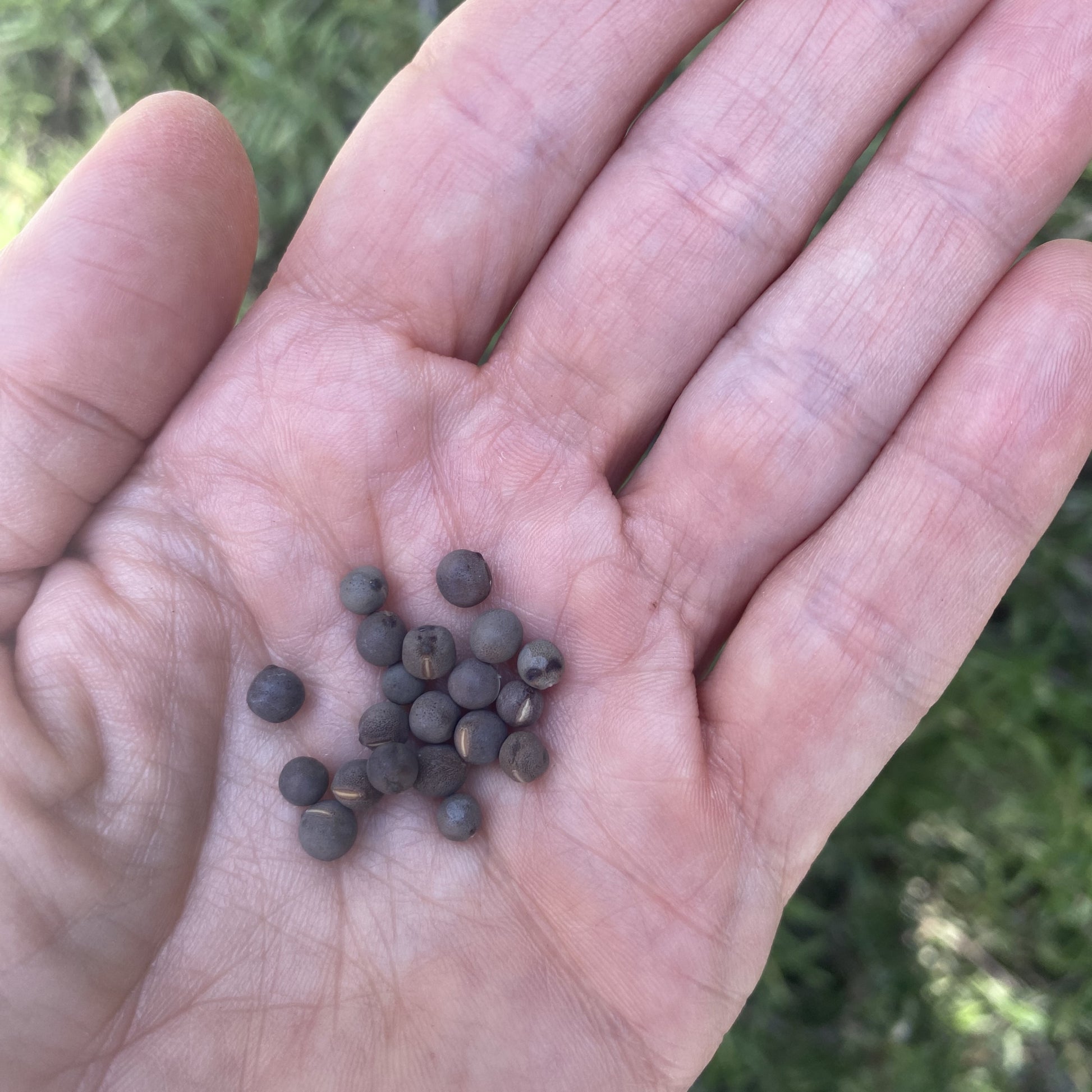 Sweet Pea Seeds