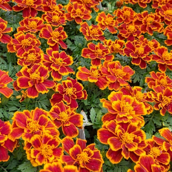 Compact marigold plants in a container with bright blooms