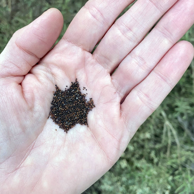 Thyme Seeds Size