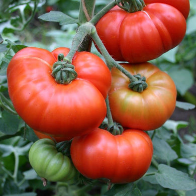 Organic Tomato Marmande