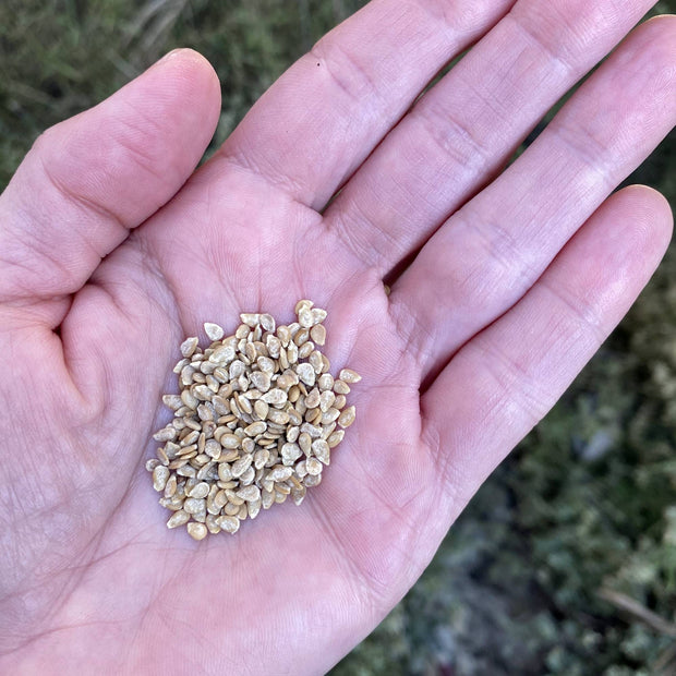 Tomato Matina Seeds Size