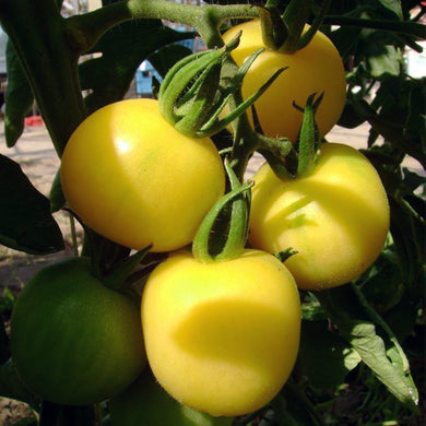 Organic Tomato Mirabelle Blanche
