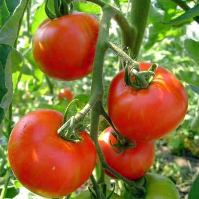 Organic Tomato Tigerella