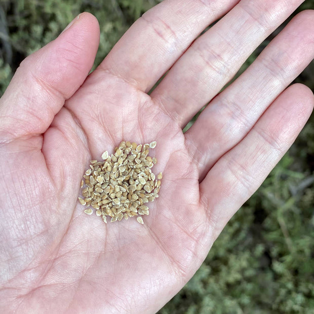 Tomato Yellow Clementine Seeds Size