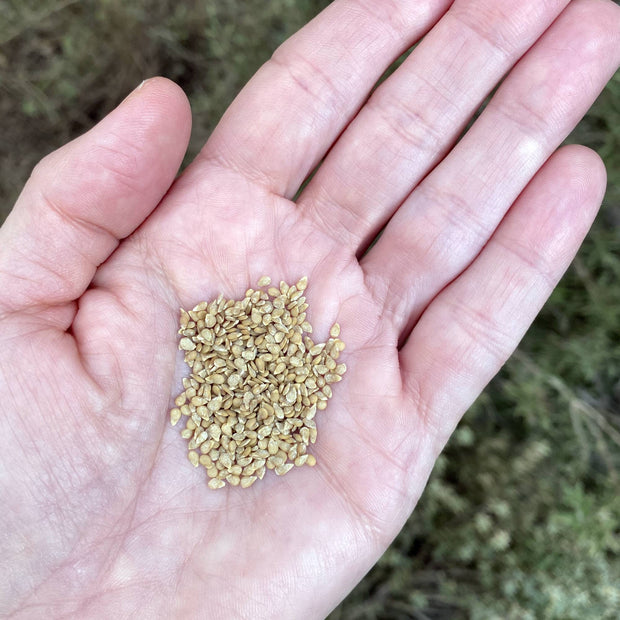 Tomato Zuckertraube Seeds Size