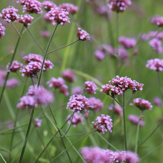 Tall verbena attracting bees and butterflies