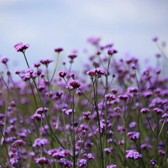 Verbena bonariensis growing in a natural style planting