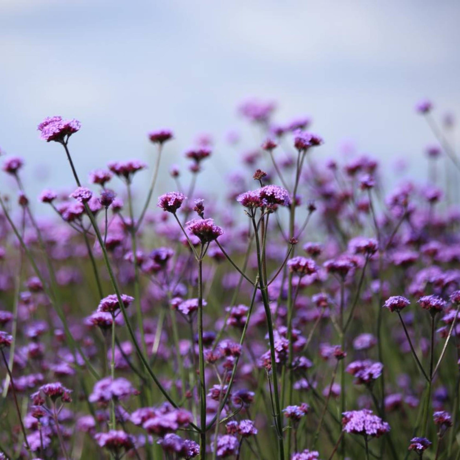 Verbena bonariensis growing in a natural style planting