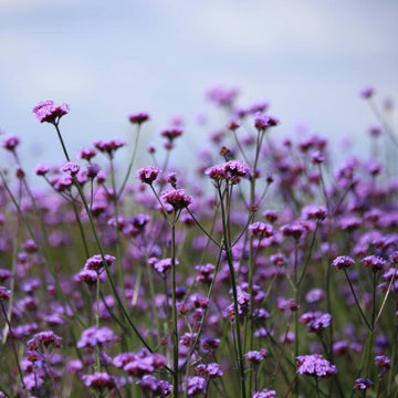 Verbena bonariensis growing in a natural style planting