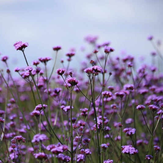 Verbena bonariensis growing in a natural style planting