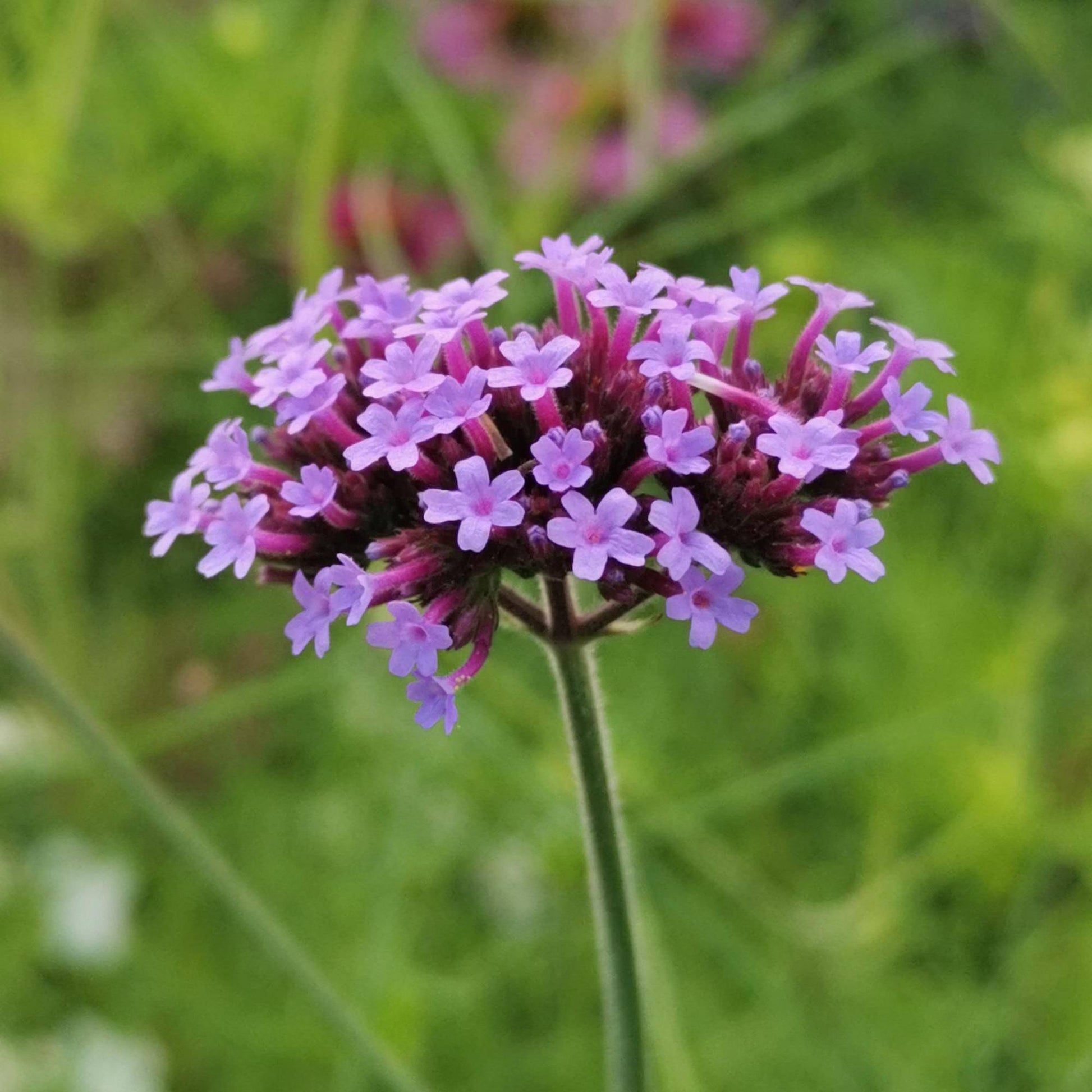 Close up of small purple verbena flower clusters