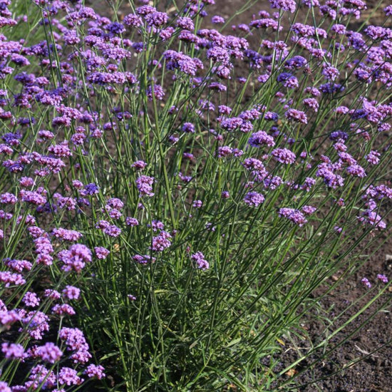 Verbena bonariensis tall purple flowers in a garden border