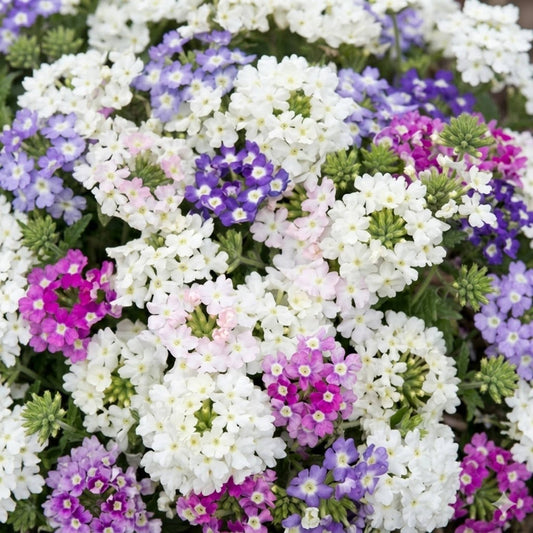 Verbena hybrida spreading in a hanging basket