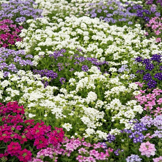 Verbena Scentsation Mix colourful flowers in a container