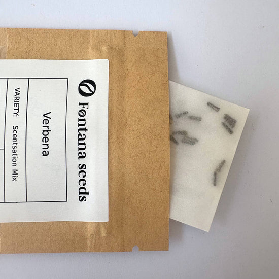 Fontana Seeds verbena seed packet on a white background