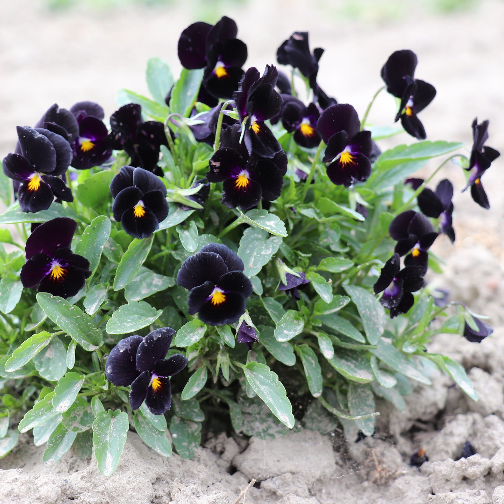 Black Pansy seeds