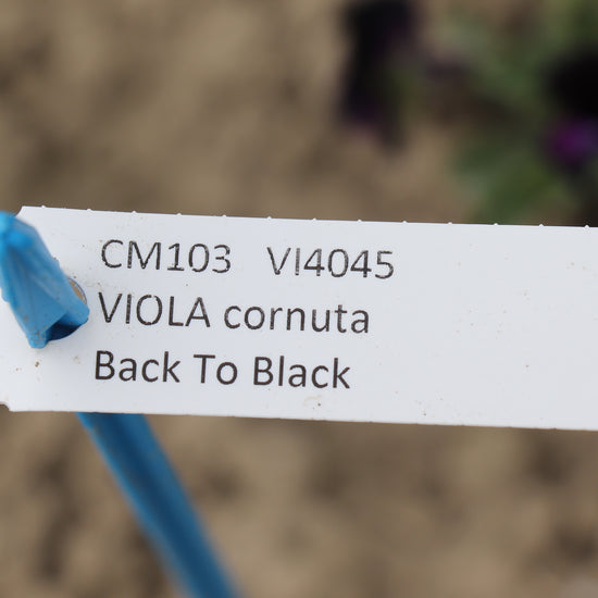 viola Cornuta back to black
