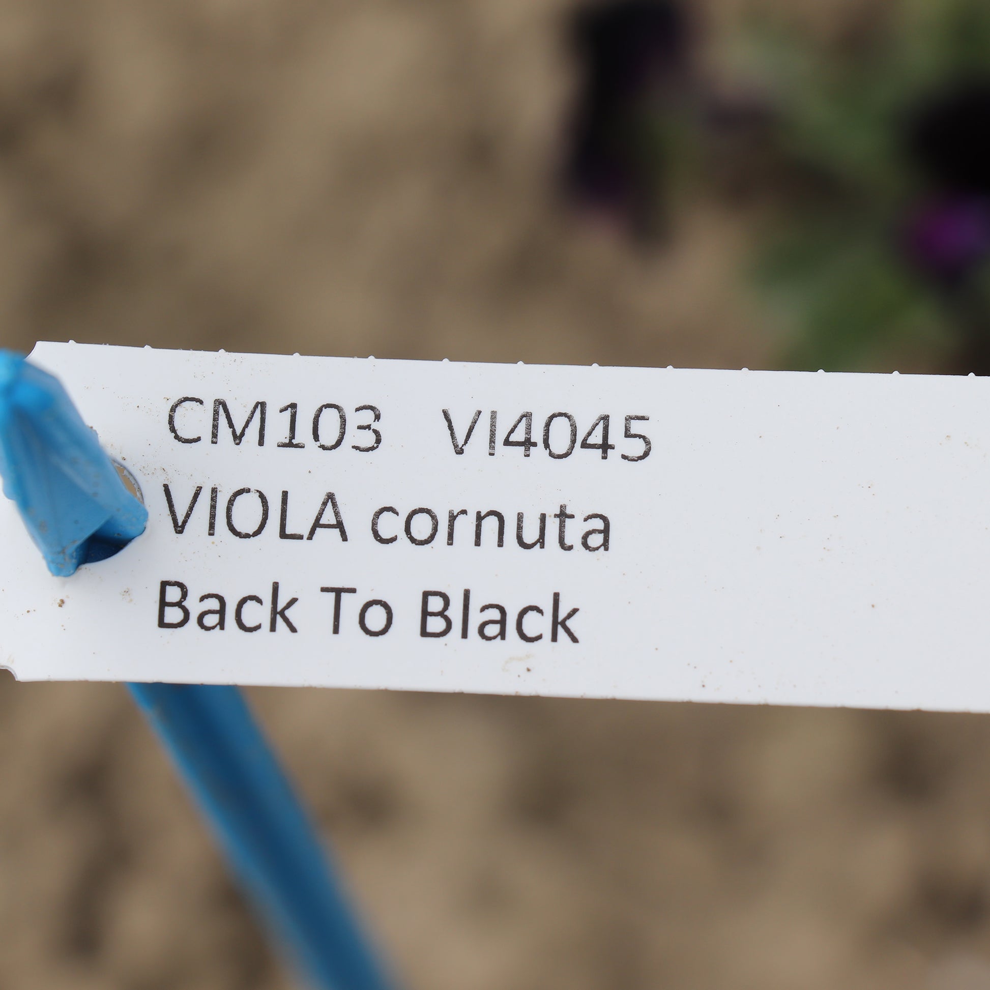 viola Cornuta back to black