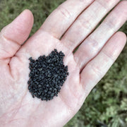 Welsh Onion Ishikura Seeds Size