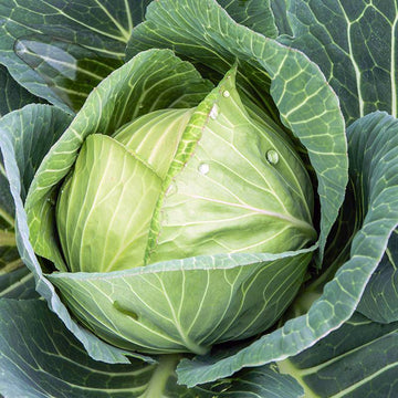 Organic White Cabbage 'Langedijker Bewaar'