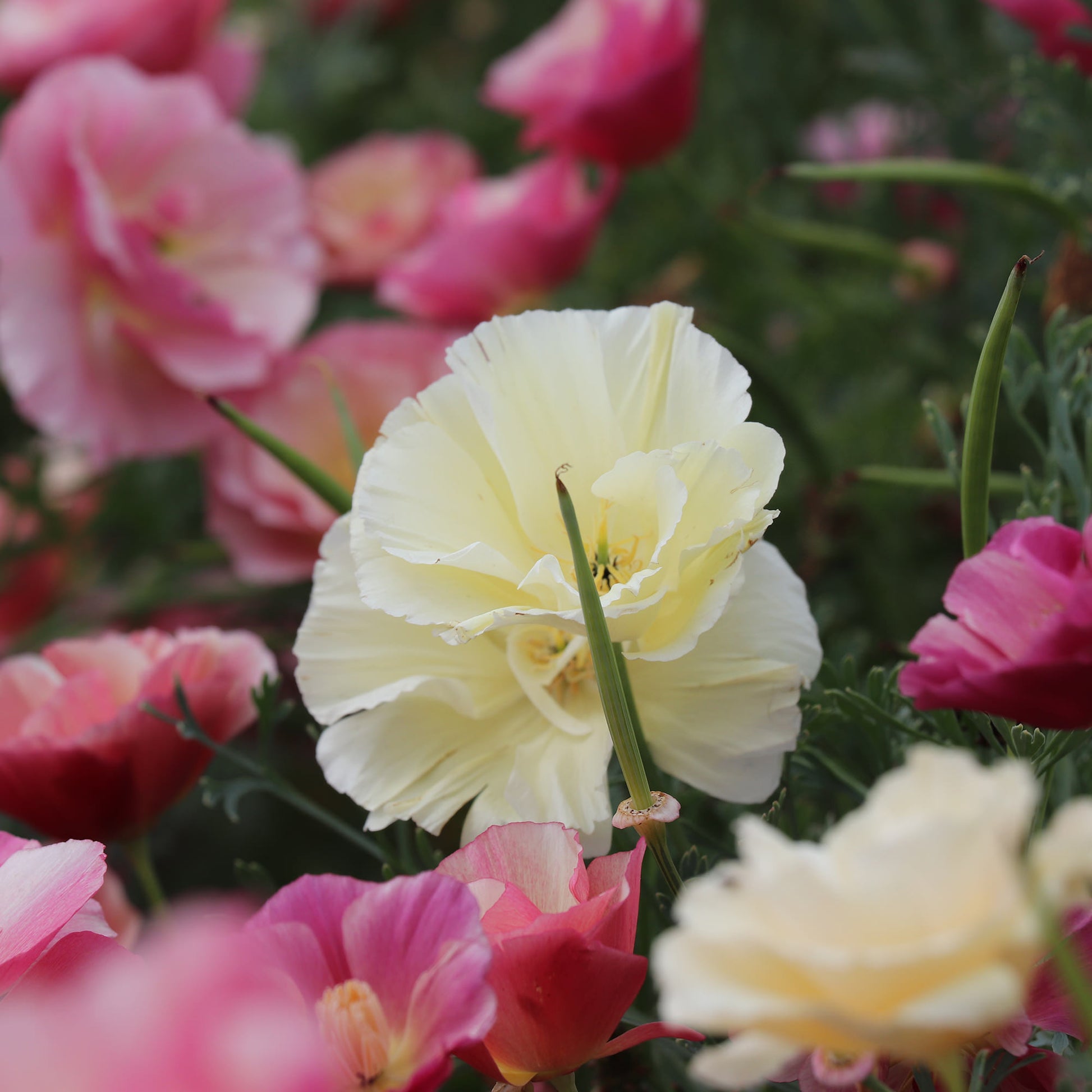 Eschscholtzia Appleblossom Chiffon Seeds