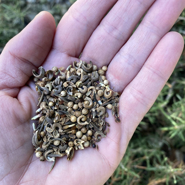 Wildflower Seeds Bio