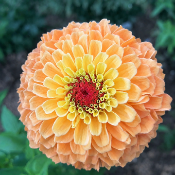 Zinnia Queen Lemon Peach Seeds