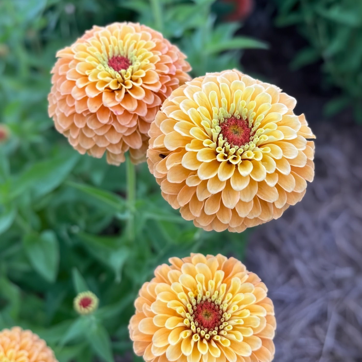 Zinnia Queen Lemon Peach Seed