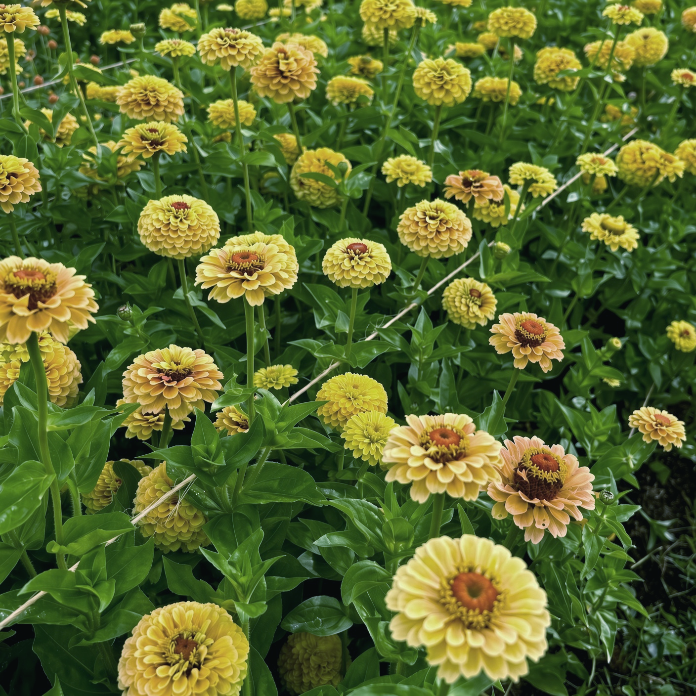 Zinnia Queen Lemon Peach Flowers