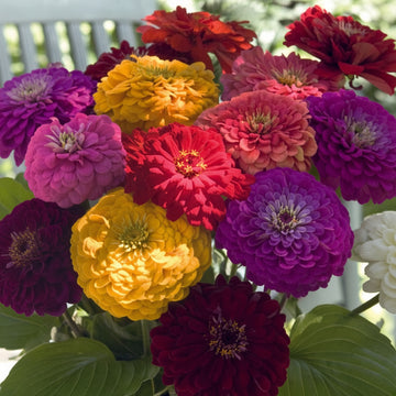 Zinnia Benary's Giant Mix Seed