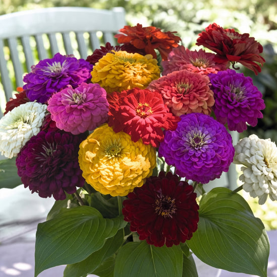Zinnia Benary's Giant Mix Seeds