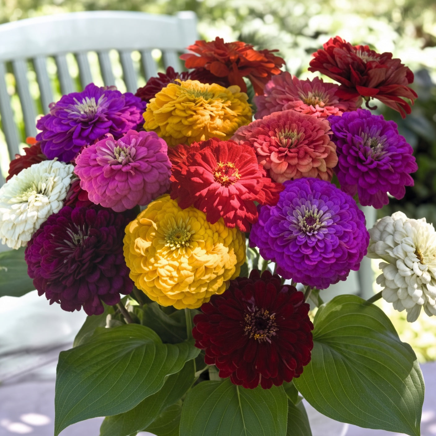 Zinnia Benary's Giant Mix Seeds