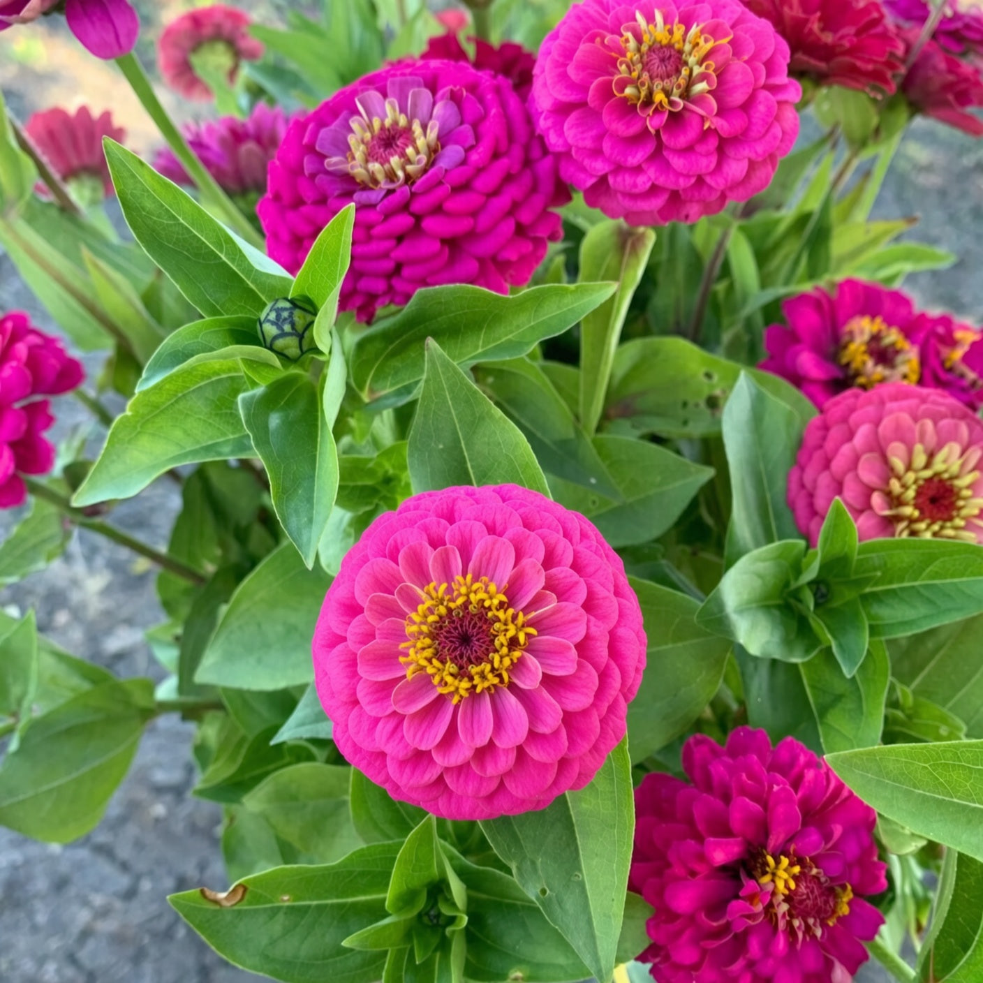 Zinnia Oklahoma Carmine seeds