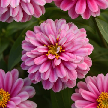 Zinnia Double Raspberry Ripple Seeds