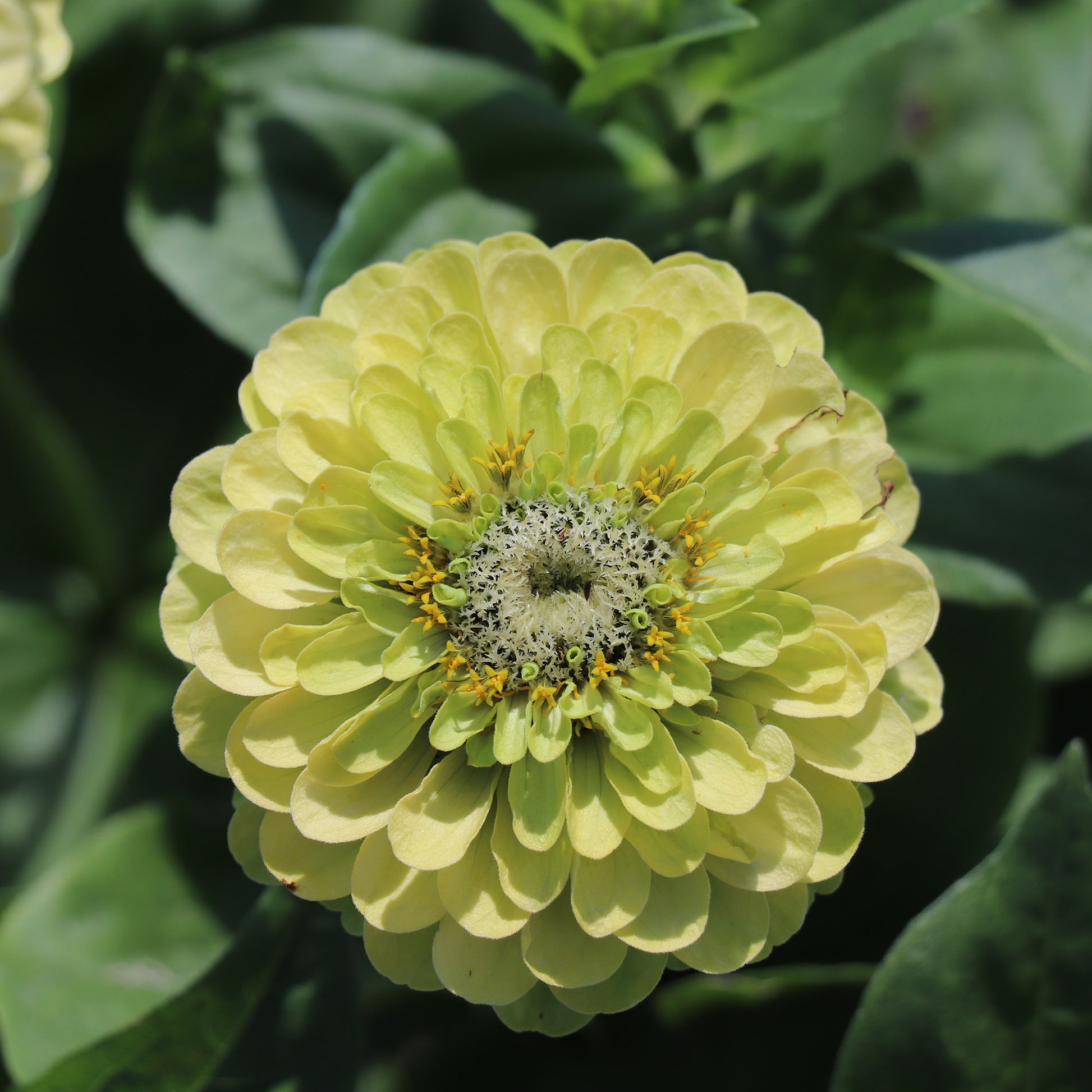 Zinnia Elegans Envy Green Seeds