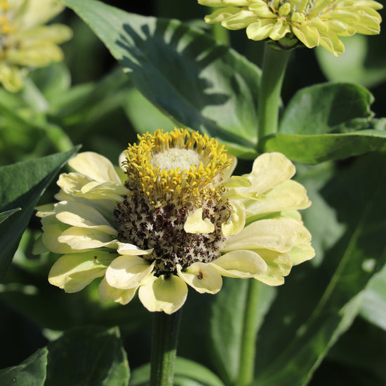 Green Zinnia Seed