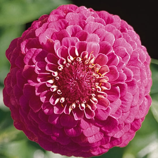 Zinnia Oklahoma Carmine