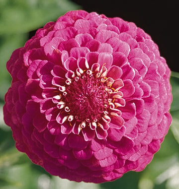 Zinnia Oklahoma Carmine