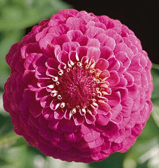 Zinnia Oklahoma Carmine