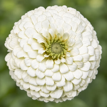 Zinnia Oklahoma White Seeds