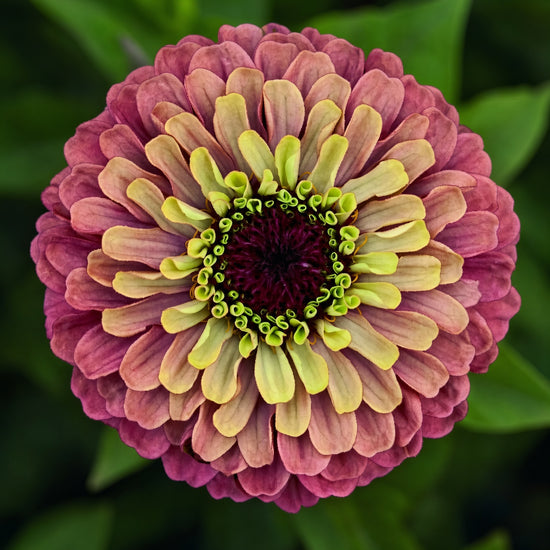 Zinnia Queen Red Lime Seeds