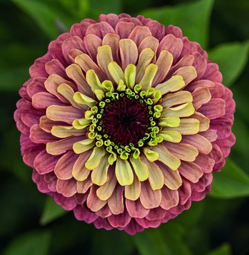 Zinnia Queen Red Lime Seeds