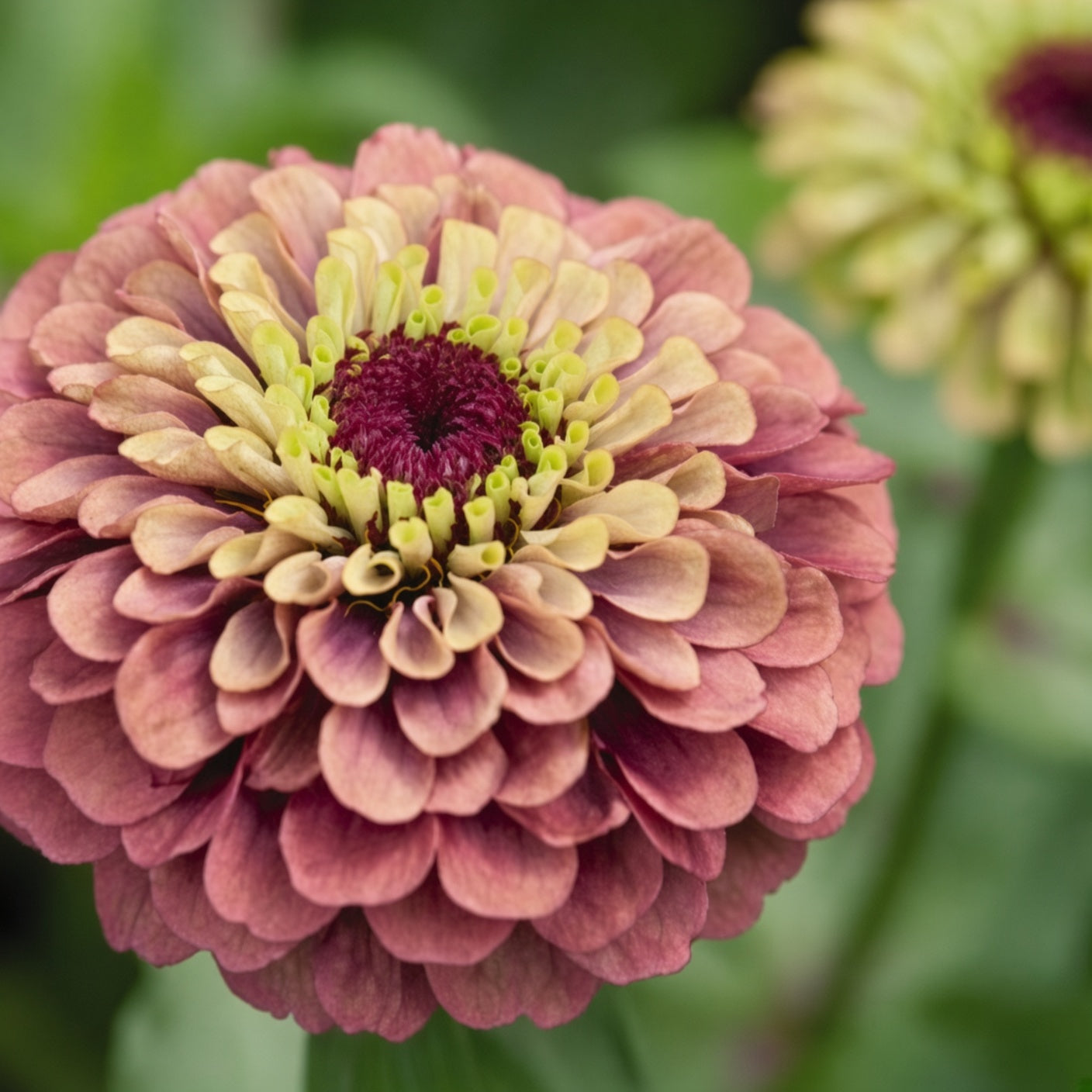 Zinnia Queen Red Lime Seed