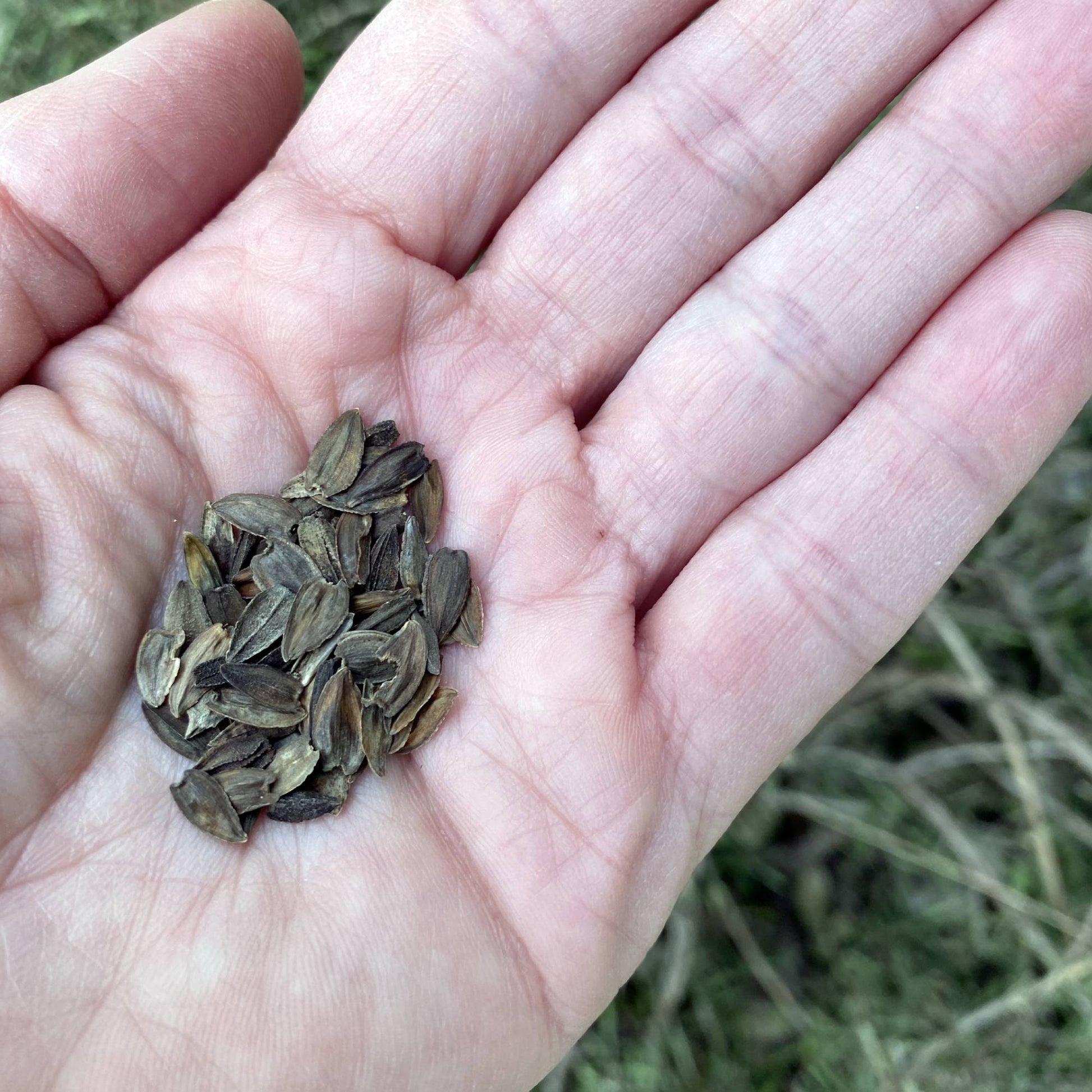 Zinnia Seeds