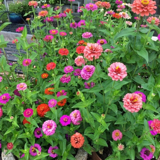 Dwarf zinnia growing in a container on a balcony