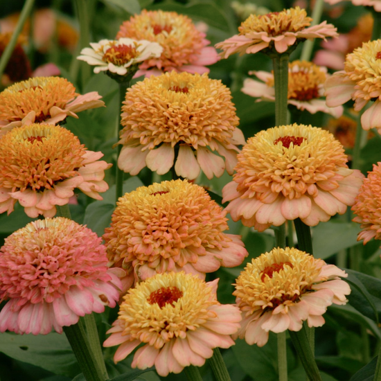 Zinnia Zinderella Peach