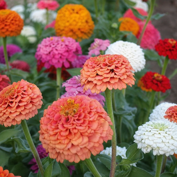 Zinnia Oklahoma Mix Seeds