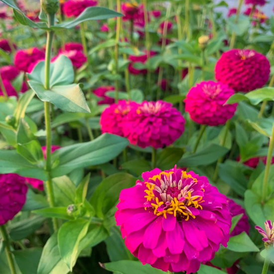 Zinnia Oklahoma Carmine seeds