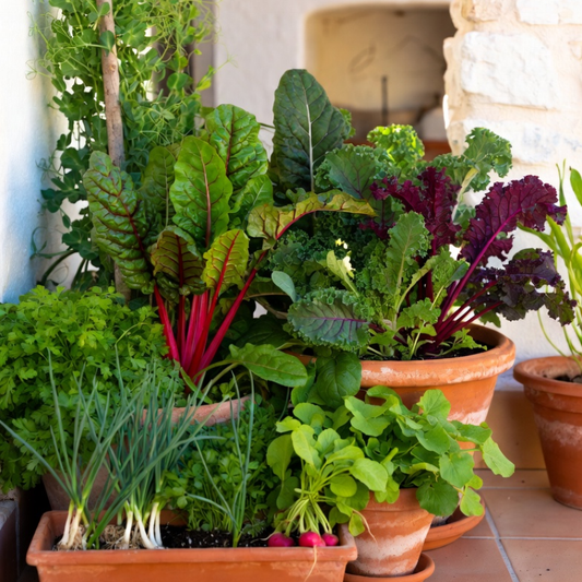 Organic Mediterranean Balcony Harvest – Autumn Kitchen Garden